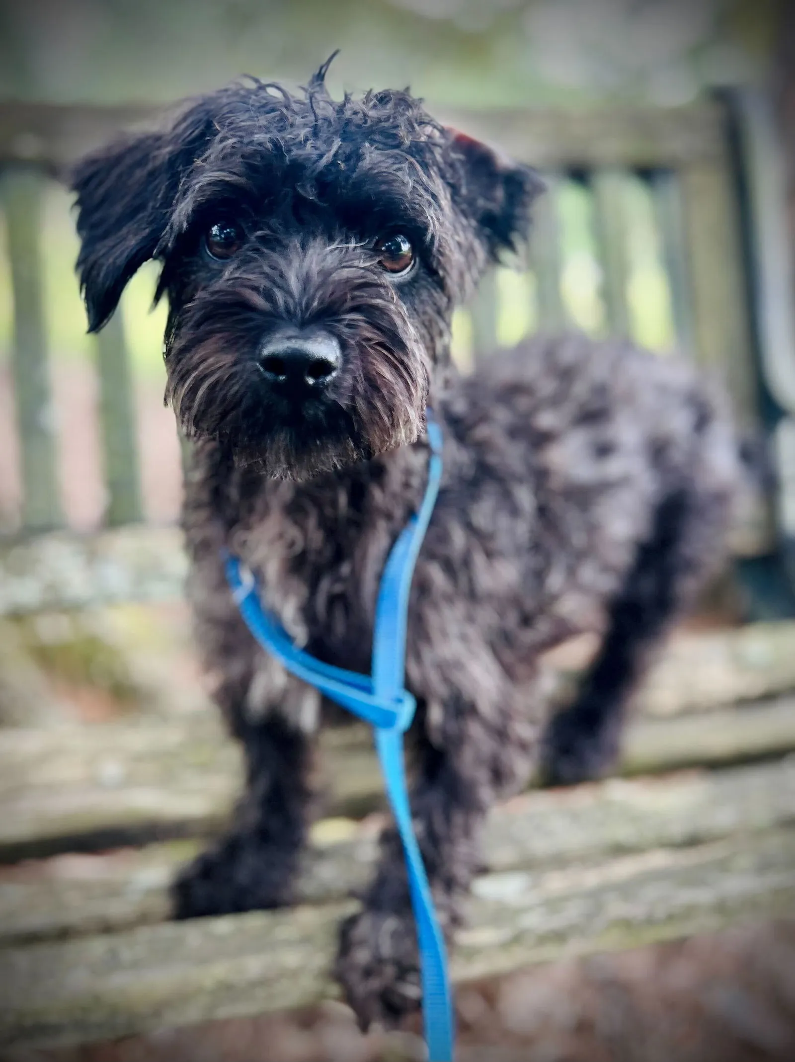 A brown Miniature Poodle mix with a long coat, named Blossom, looking alert.