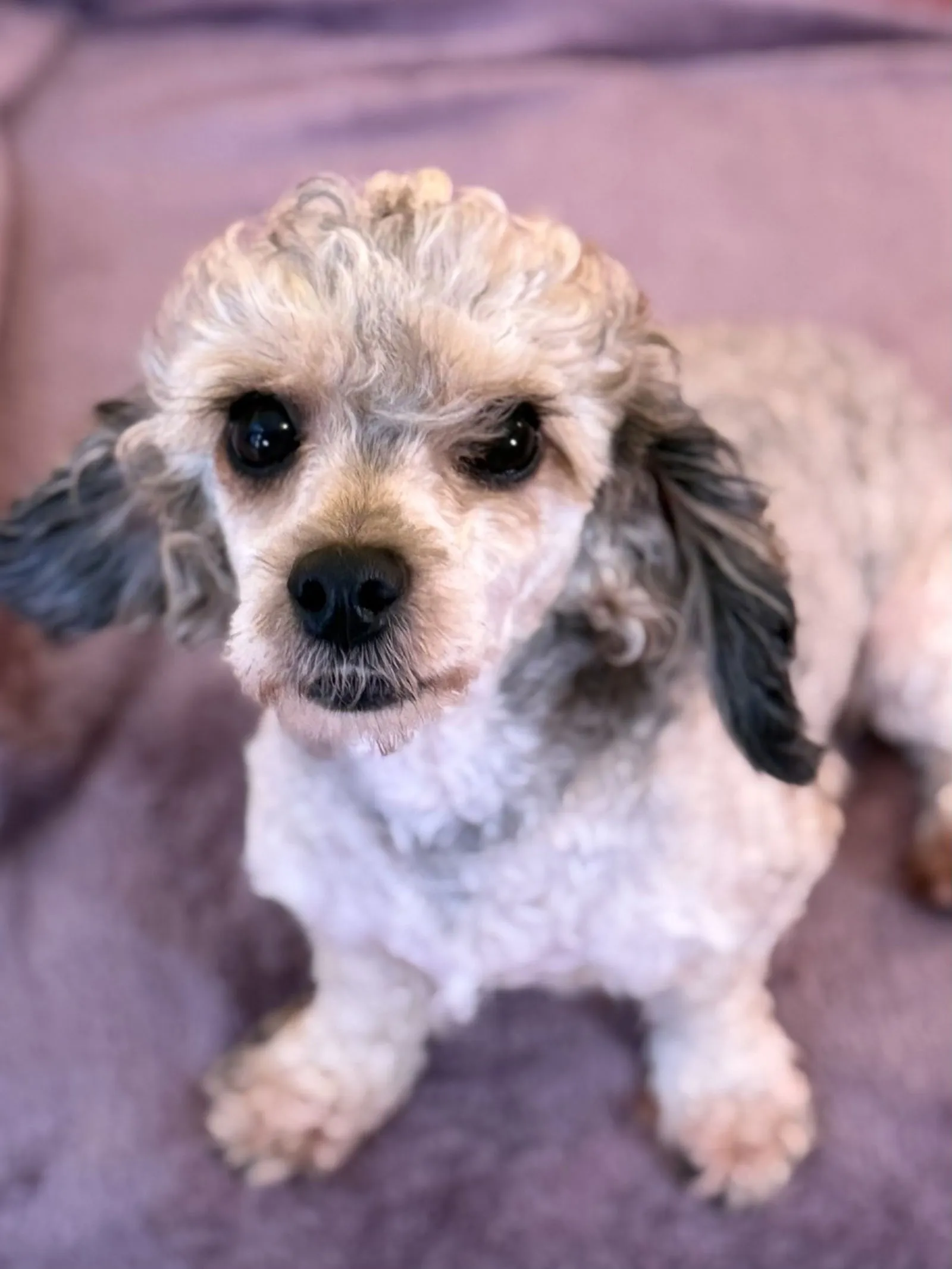 A brown Miniature Poodle mix with a long coat, named Sandy, sitting attentively.