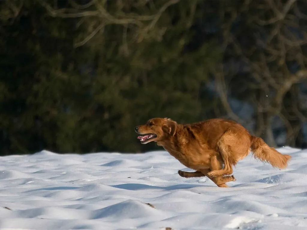 A brown Spanish Water Dog standing in a field, focused and alert.
