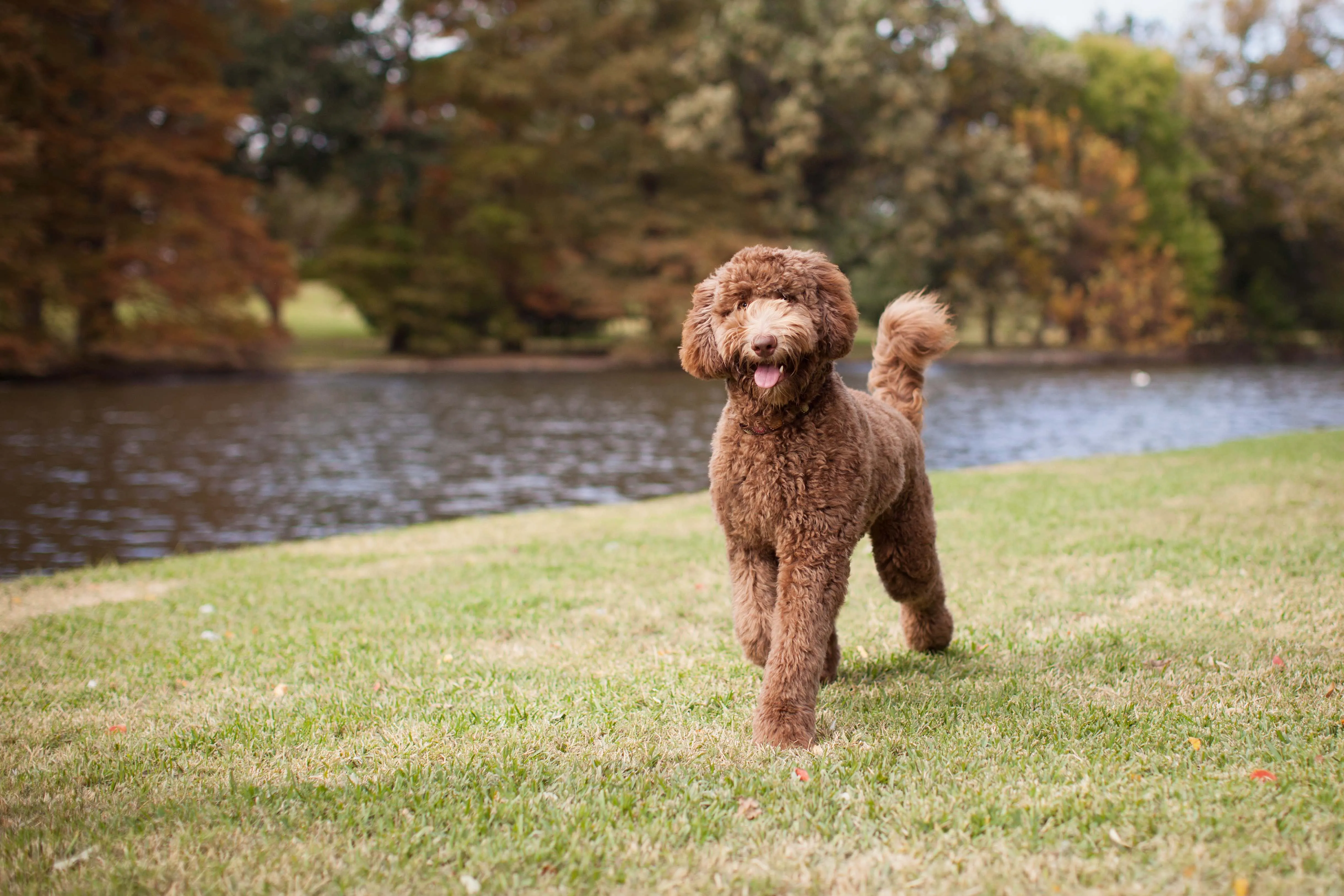 A brown Standard Labradoodle walks confidently in a park, displaying its curly, friendly appearance.