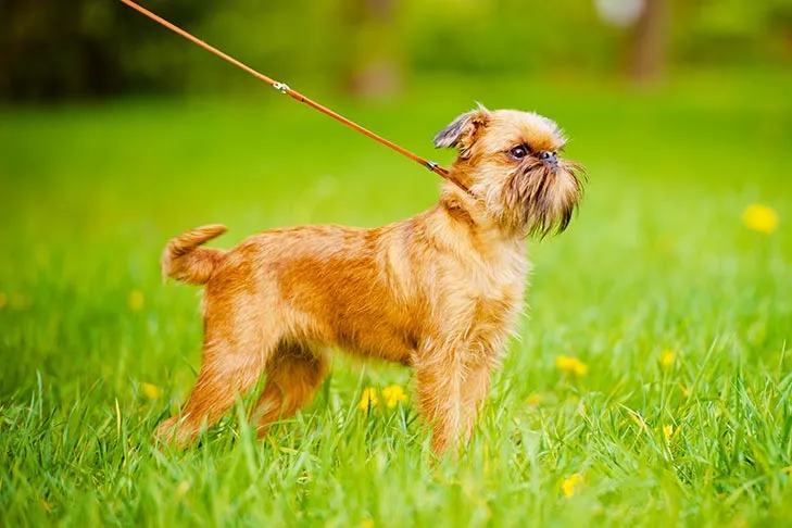 A Brussels Griffon dog stands attentively on a leash in a grassy field, looking towards the camera.