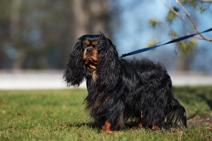 A calm Cavalier King Charles Spaniel walking on a lead with its owner in a park.