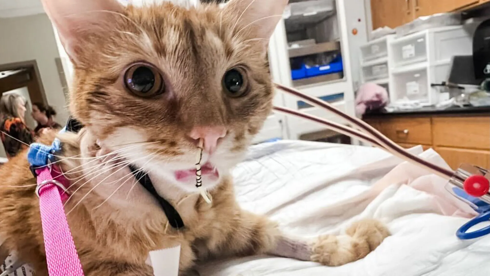 A calm domestic shorthair cat named Cheese, who recovered from acute kidney injury after accidentally ingesting chewable dog medicine, looking content at home.