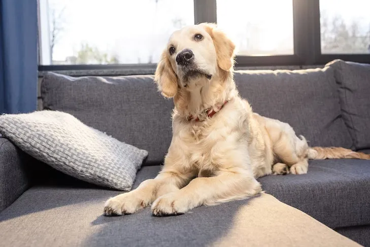 A calm Golden Retriever puppy lying comfortably on a sofa, illustrating a successful "lie down" command to prevent door darting.
