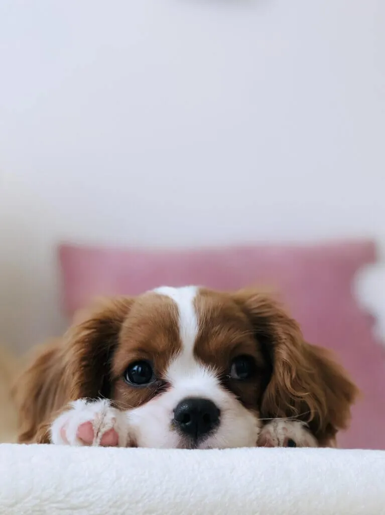 A calm puppy lying on a wooden floor, hinting at peaceful nights after successful training.