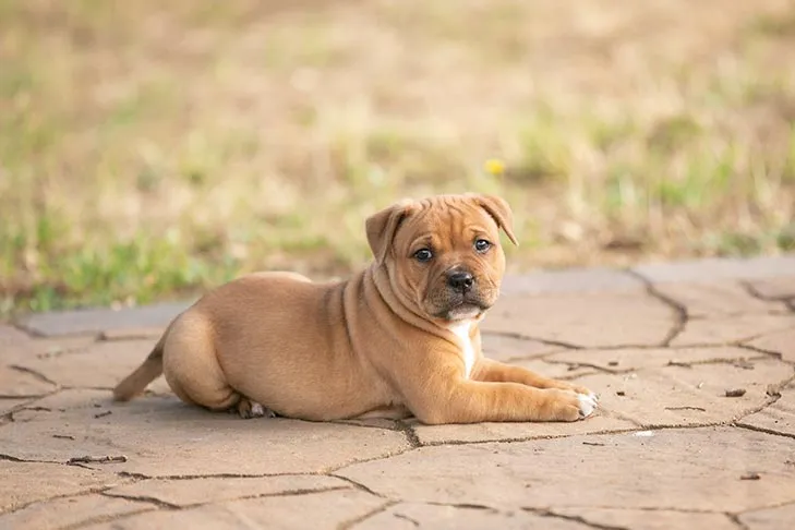 A calm Staffordshire Bull Terrier puppy relaxed in a down position on an outdoor mat, highlighting the importance of essential commands in puppy training.