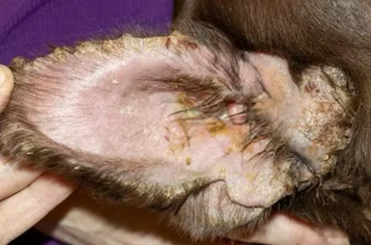 A canine patient exhibiting symptoms of a severe ear infection, characterized by redness, swelling, and pus within the ear canal.