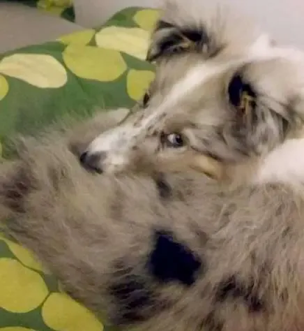 A captivating blue merle Sheltie puppy, Coco, looking intently with striking blue eyes