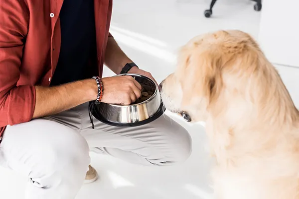 A caring owner gently hand-feeding their dog, a method to encourage appetite in a reluctant or sick pet.