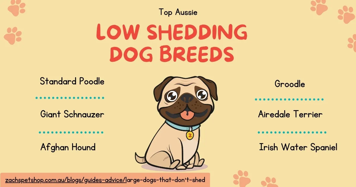 A cartoon pug surrounded by several suggestions of large dog breeds that don