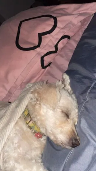 A cat being groomed by a professional groomer