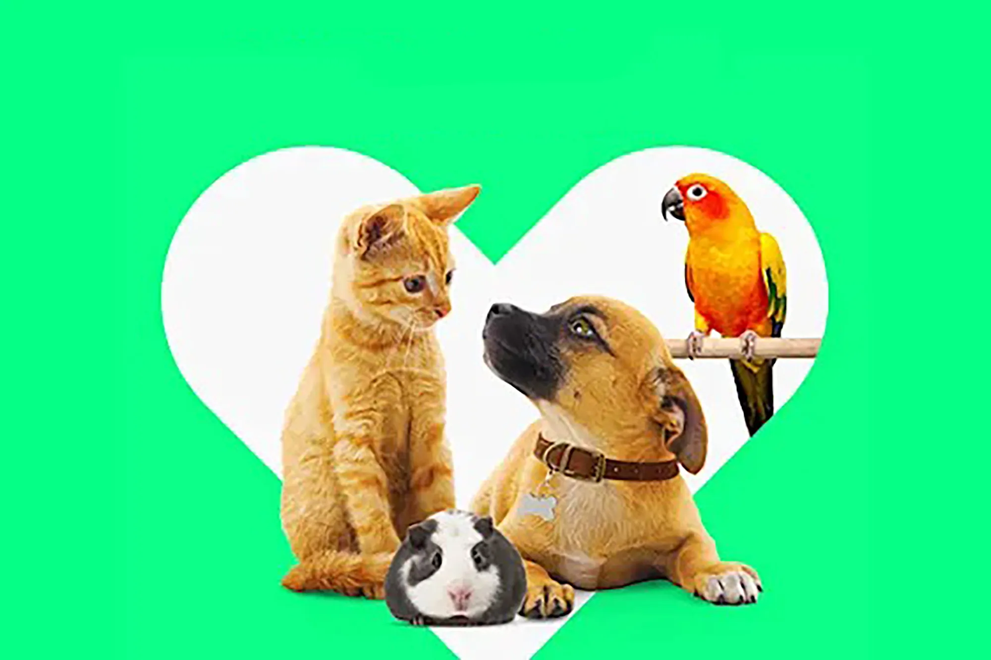 A cat, dog and bird