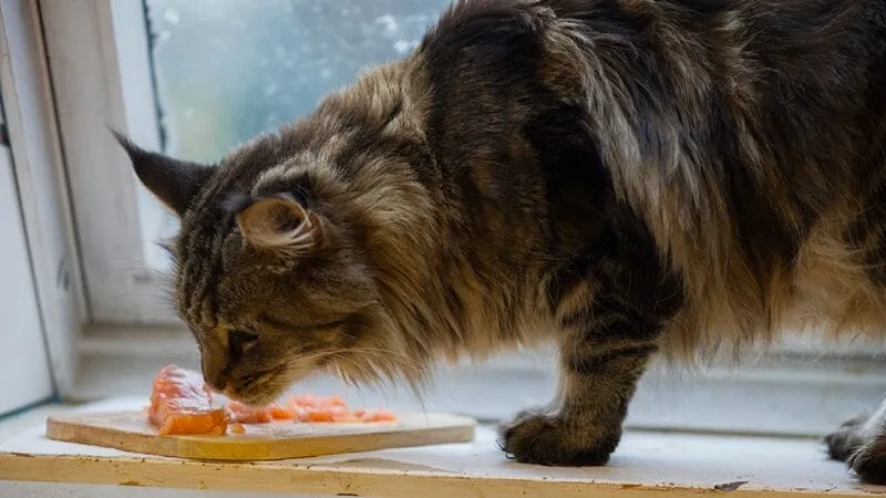 A cat enjoying a piece of cooked salmon