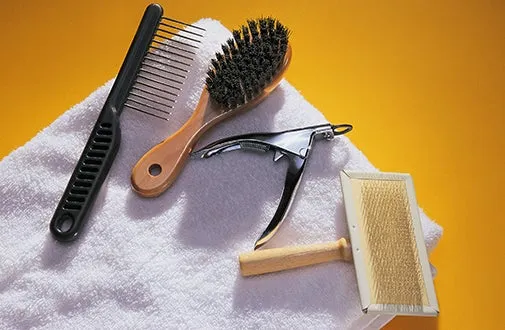 A cat enjoying its food from a bowl
