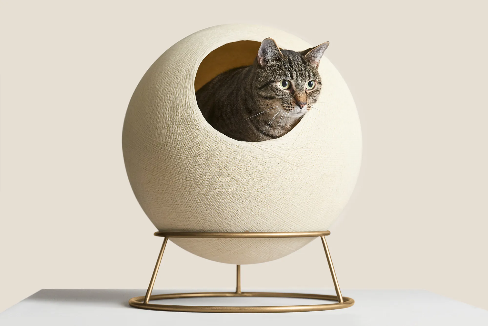 A cat in a circular cat bed