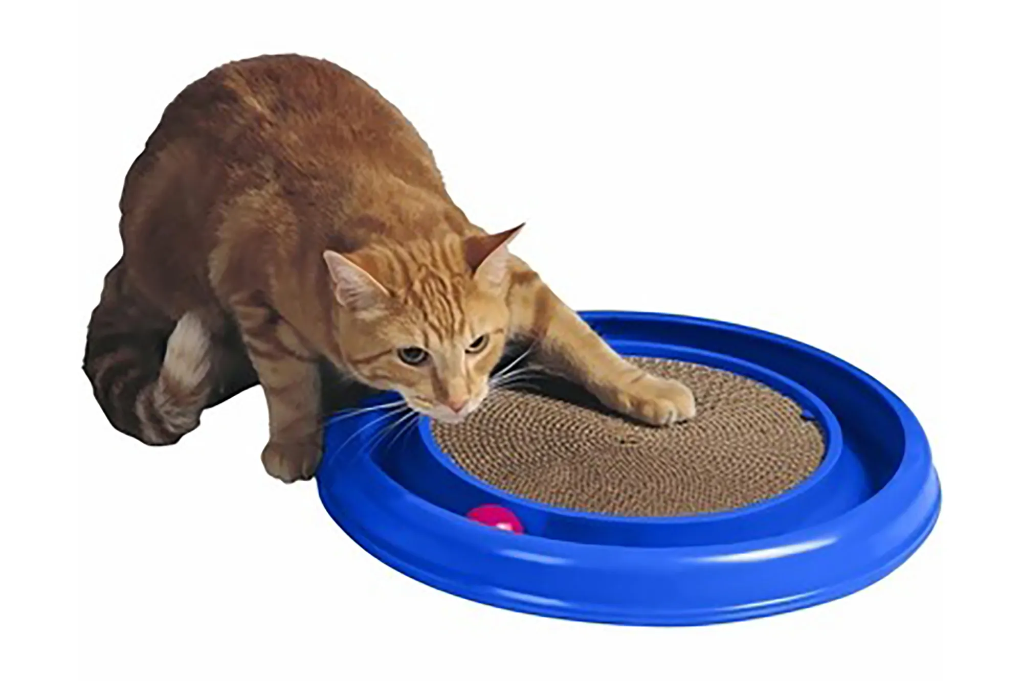 A cat scratching a disc