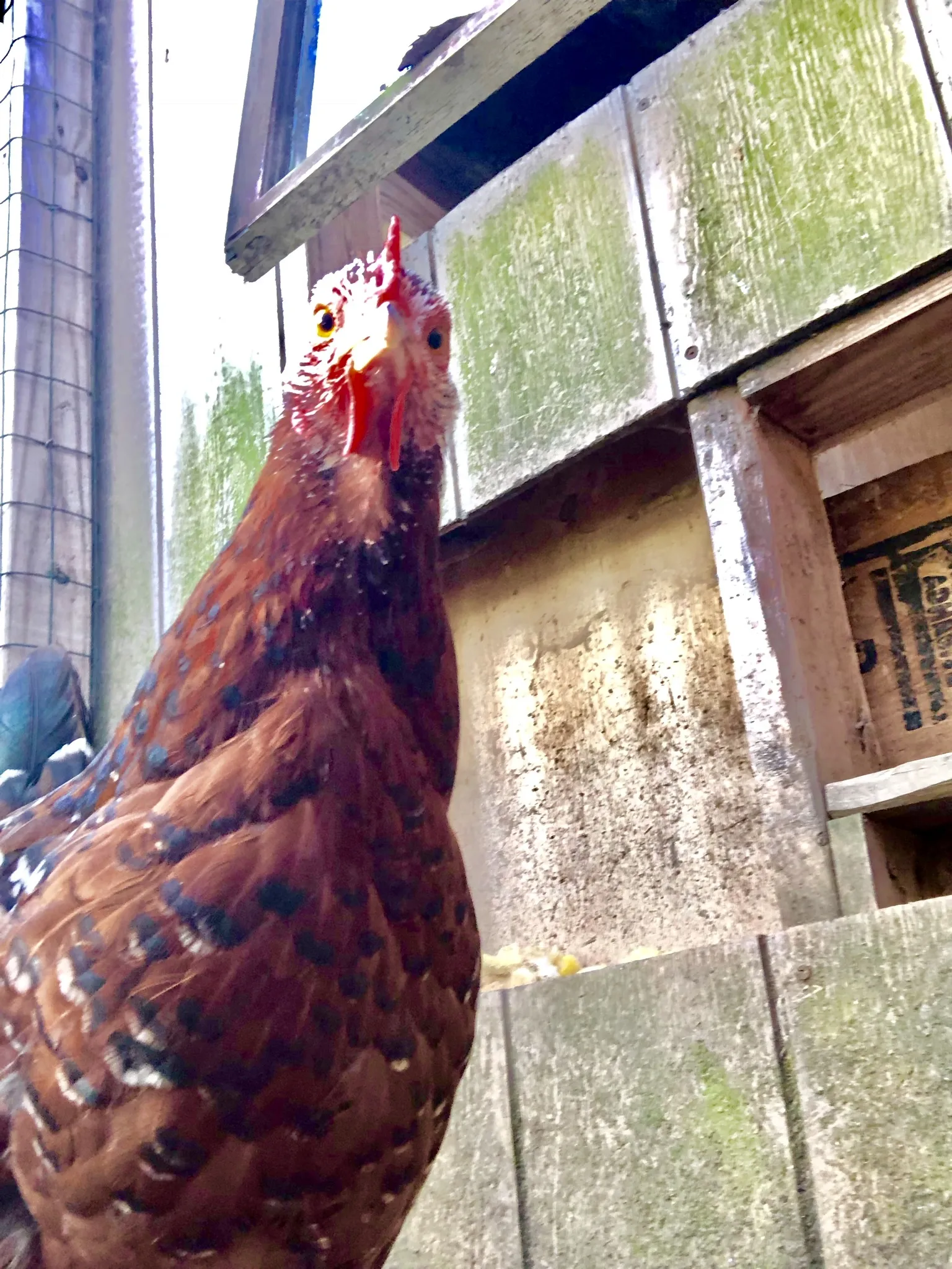 A cat staying hydrated by drinking water, highlighting attentive in-home pet care services