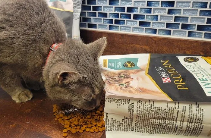 A cat with black fur sitting next to a bowl of Purina Pro Plan LiveClear dry cat food.