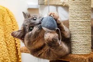A cat with tabby markings lying on its back, playfully batting at a feather toy held by a person out of frame.
