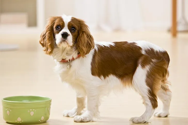 A Cavalier King Charles Spaniel looking at its food bowl, considering a bland meal for an upset tummy.
