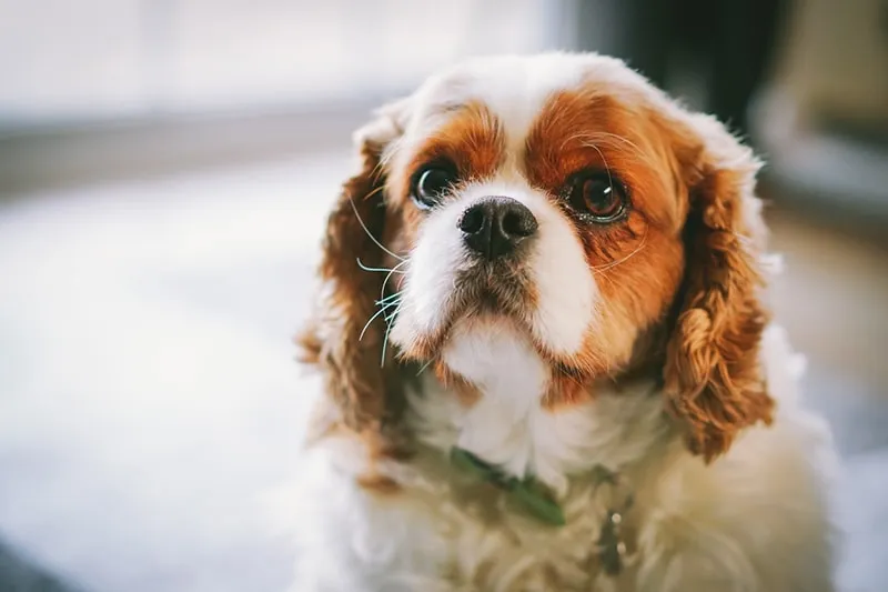 A Cavalier King Charles Spaniel sits serenely indoors on a plush rug.