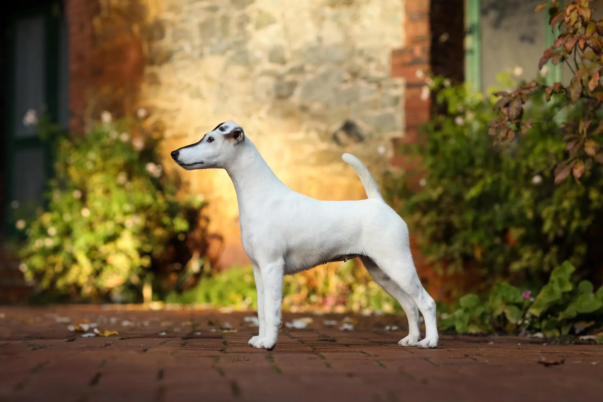 A champion Wire Haired Fox Terrier puppy demonstrating alertness and poise.