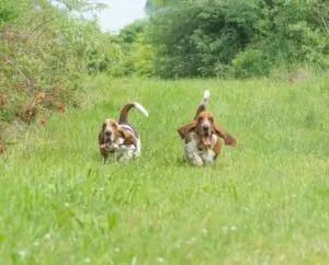 A charming Basset Hound puppy with long ears, a hallmark of the Kennel Club breed standard
