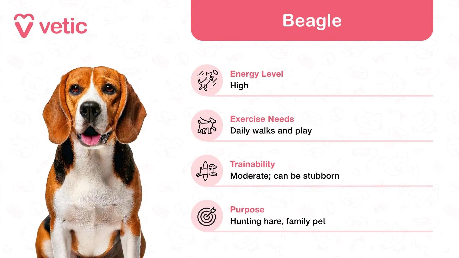 A charming Beagle with soulful eyes and a playful personality, recognized as a kid-friendly dog breed in India.