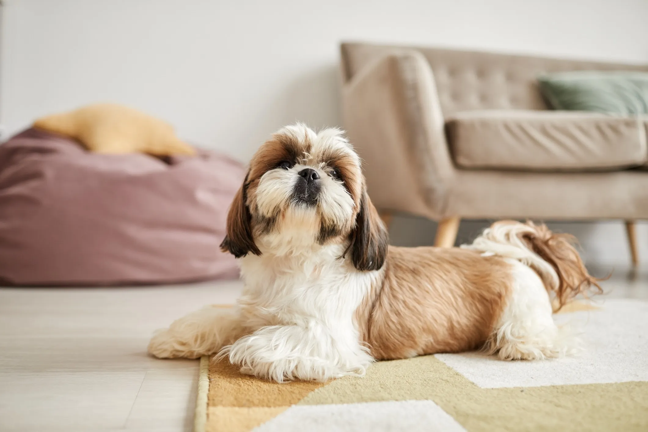 A charming brown and white Shih Tzu relaxing on a living room floor, known for its friendly temperament and low-shedding coat, making it a wonderful family dog.