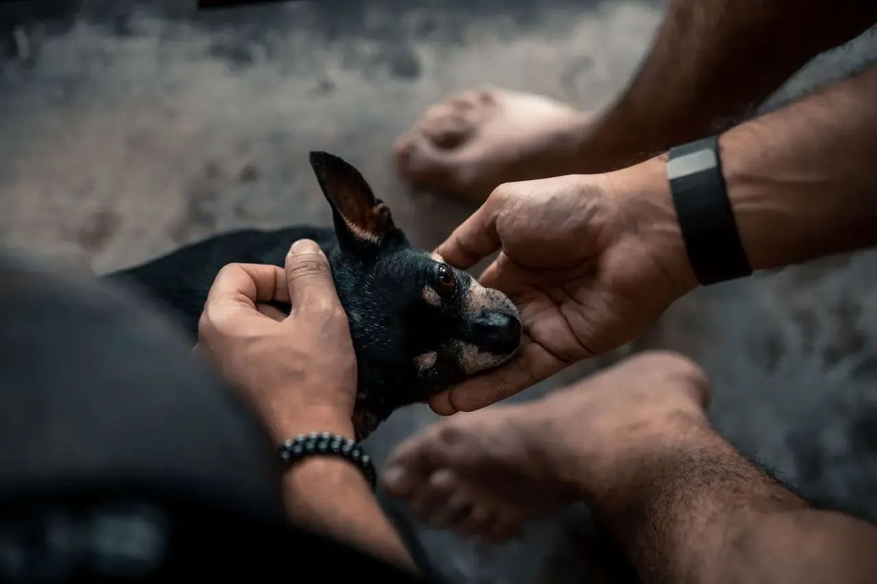 A charming Chihuahua, showcasing its affectionate and attentive personality