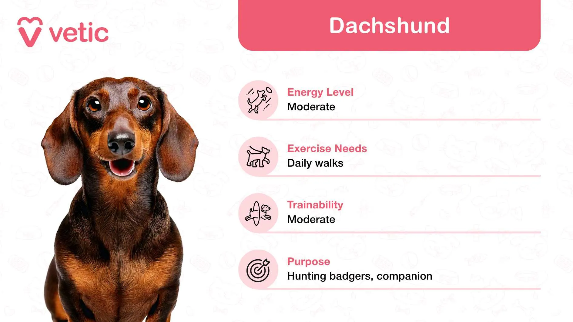 A charming Dachshund, known for its playful and affectionate temperament, making it a friendly dog breed in India.