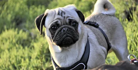 A charming Pug with its characteristic wrinkly face and curled tail, looking endearing and expressive.