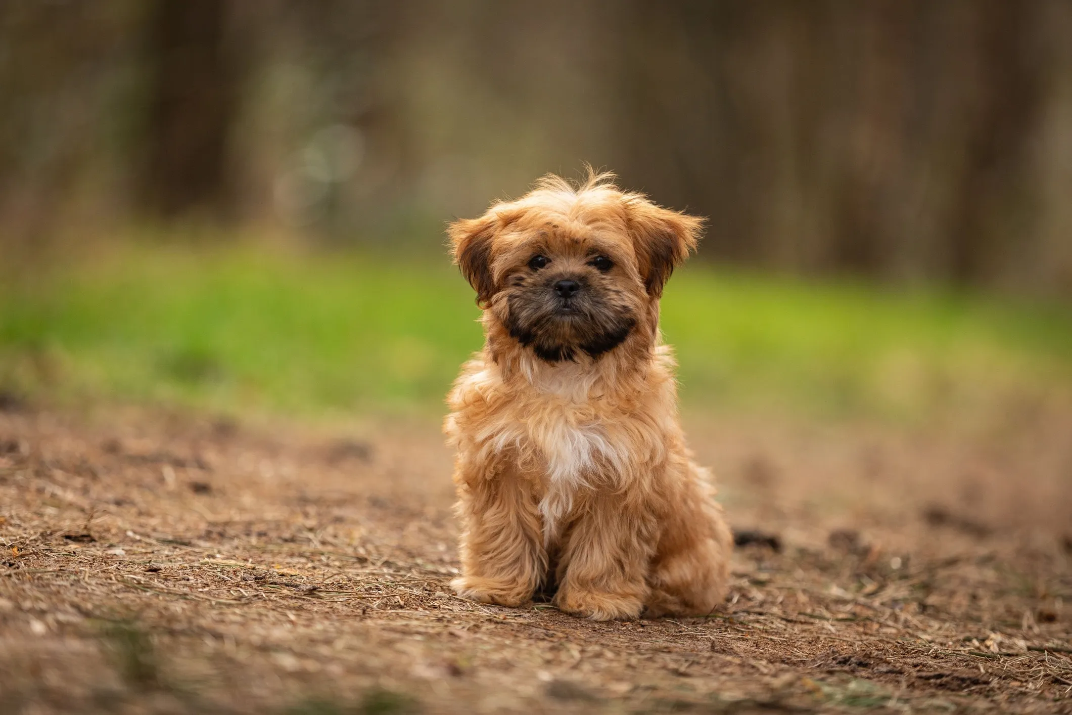 A charming tan and black Shorkie, a small cross breed dog that doesn't shed, sitting on a hiking trail.