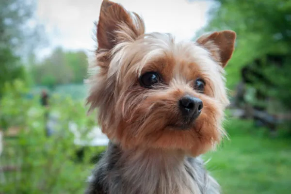 A charming Yorkshire Terrier, a small, non-shedding toy breed known for its spunky personality, intelligence, and relatively easy trainability, making them popular companions.
