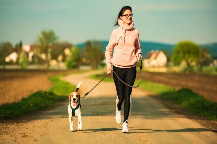 A cheerful Beagle on a leash, running smoothly alongside its owner on a scenic trail, illustrating effective dog running companionship.