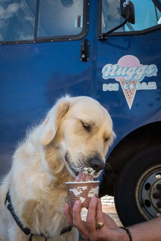 A cheerful dog enjoys a special whipped cream treat from Nuggs Ice Cream, illustrating a quick and refreshing dog-friendly stop.