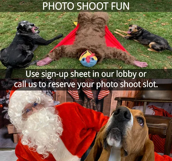 A cheerful dog posing for a picture at a pet resort during a photo shoot session