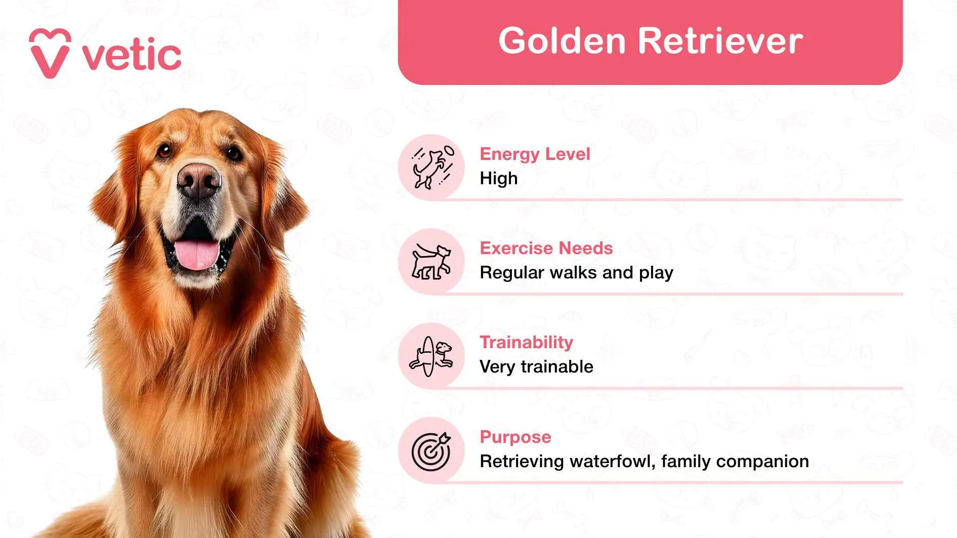 A cheerful Golden Retriever, representing a highly trainable and affectionate dog breed ideal for families in India.