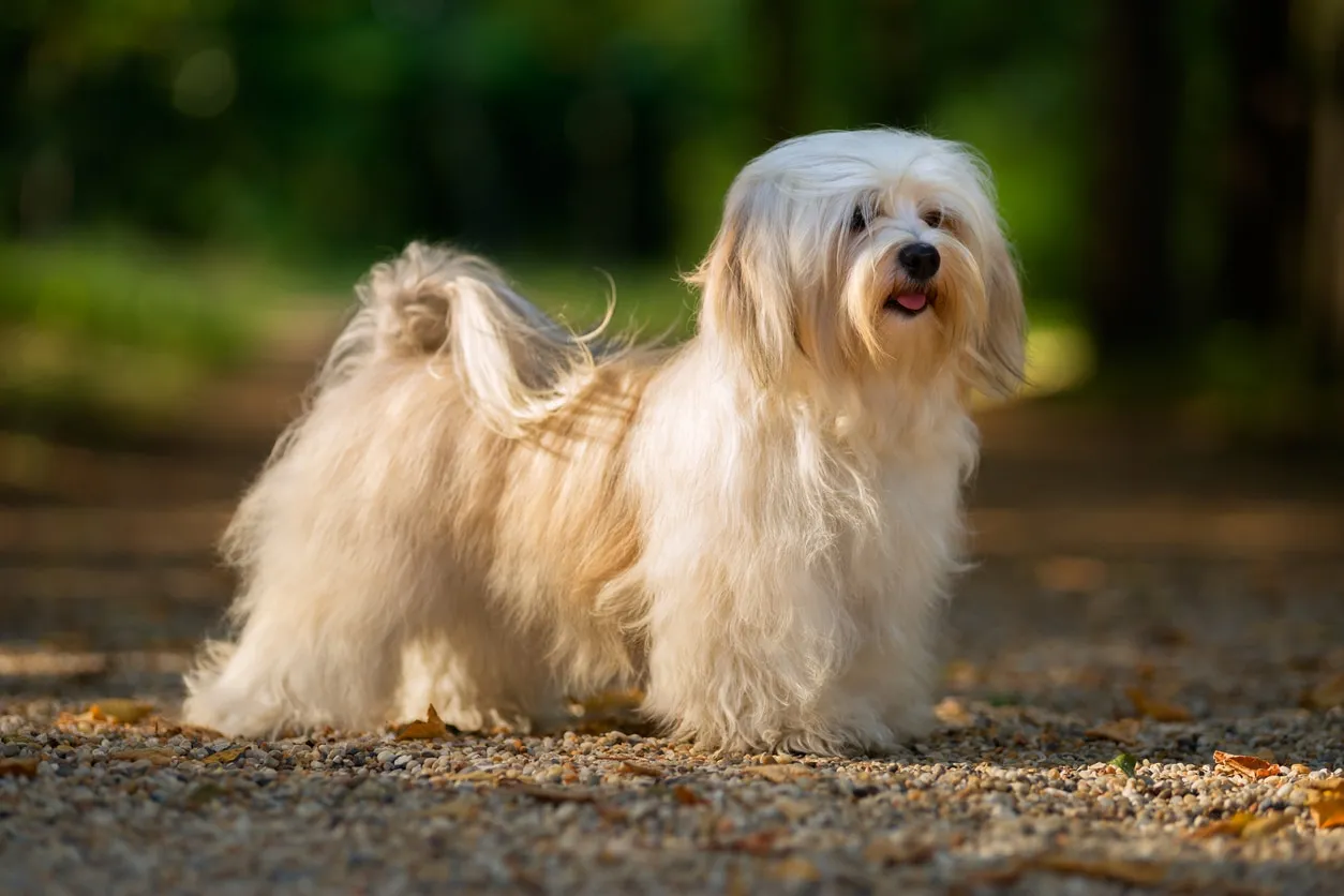 A cheerful Havanese dog with fluffy fur standing outdoors, a picture of happiness.
