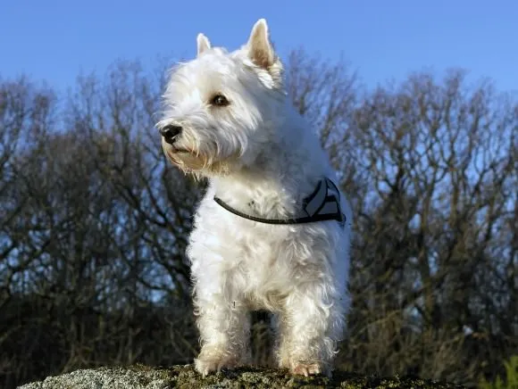 A cheerful West Highland White Terrier, a sturdy and active non-shedding companion.