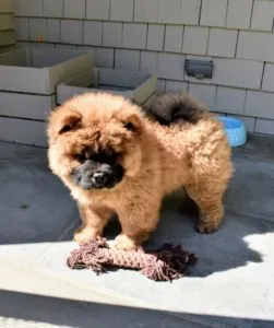 A Chow Chow puppy with a developing mane