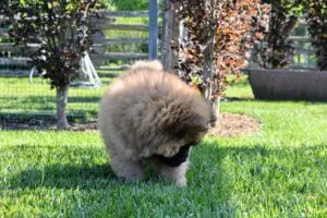 A Chow Chow puppy with a thick, rough coat
