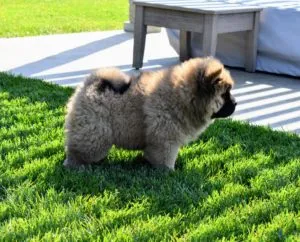A Chow Chow showing its sturdy build