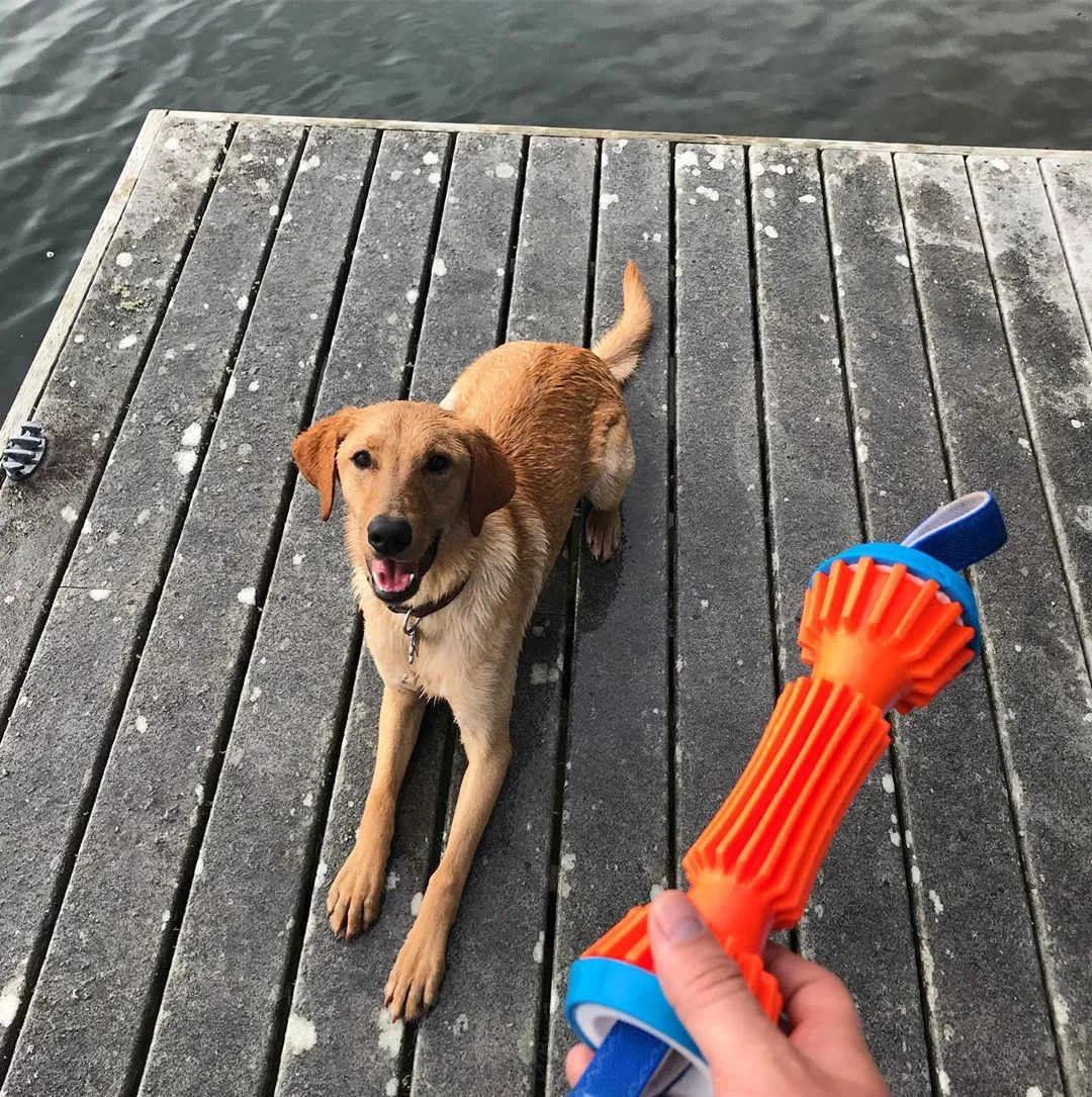 A Chuckit! Rugged Bumper dog toy in orange and blue, showcasing its durable design for land and water fetch.