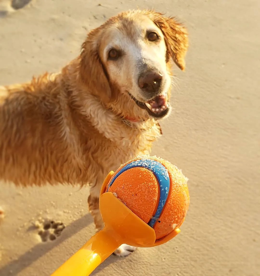 A Chuckit! Sport Launcher being used to throw a tennis ball for a dog in an open field, promoting high-energy fetch games.