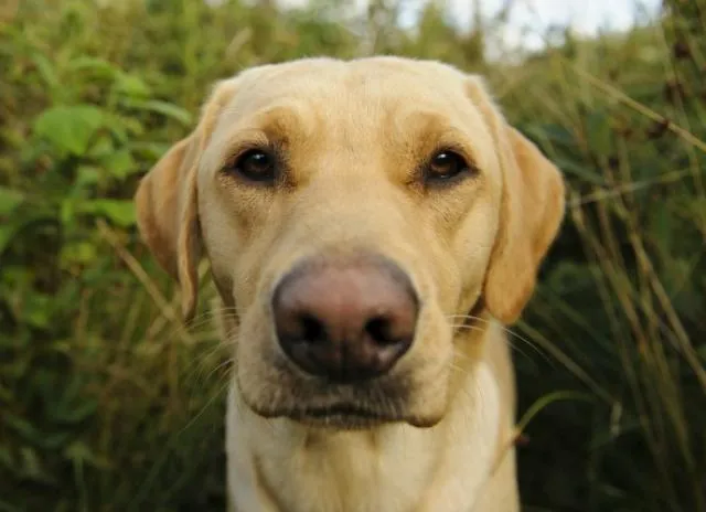 A circular lesion with hair loss on a dog's skin, typical presentation of ringworm.