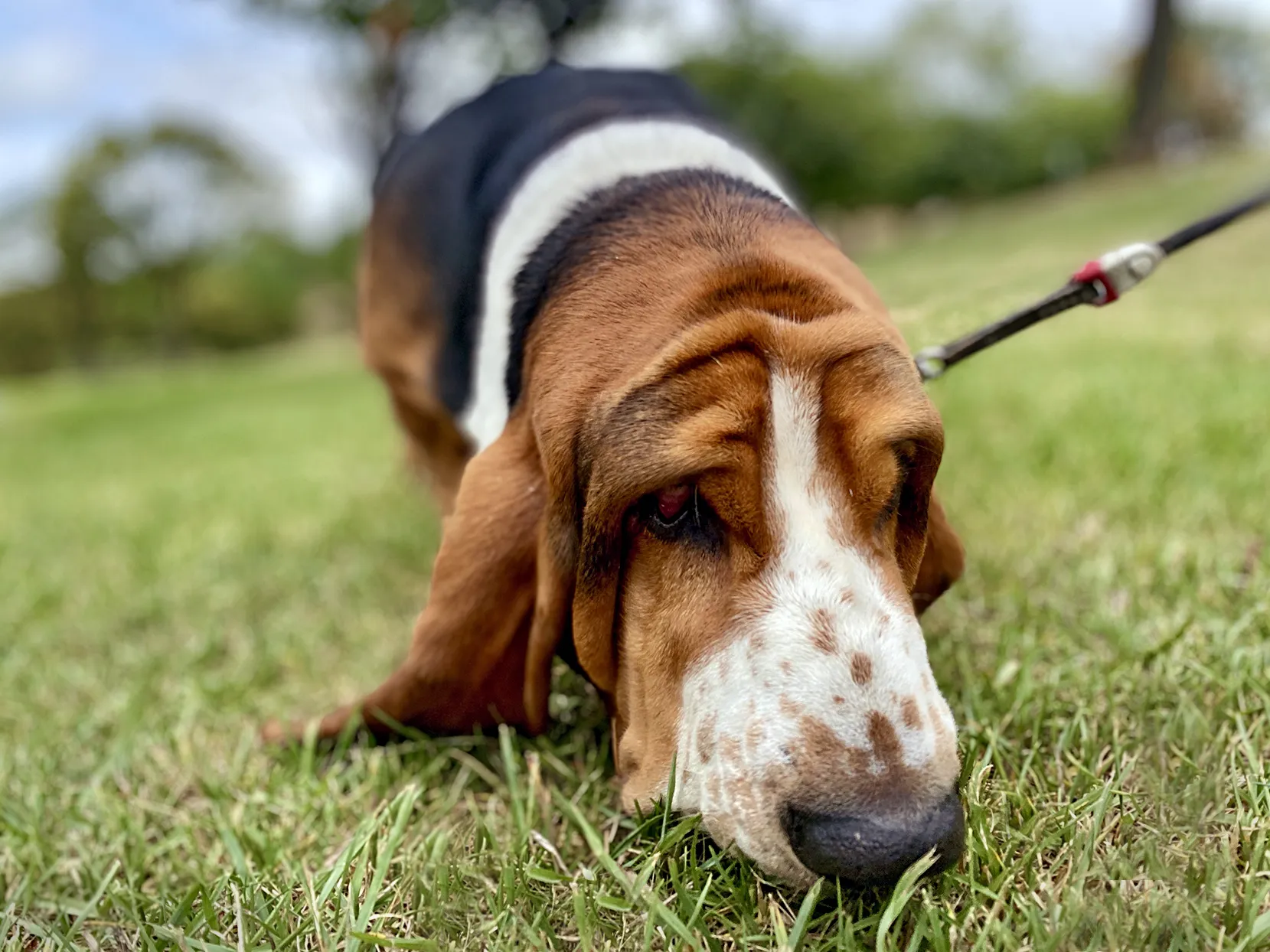 A classic Basset Hound showcasing its long, floppy ears and distinctive wrinkly skin, perfect for scent tracking.