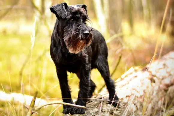 A classic Miniature Schnauzer with its distinctive beard, an energetic and minimal-shedding breed.