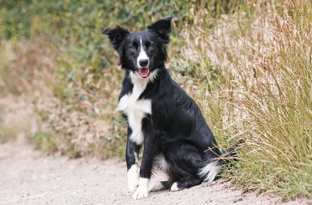 A classic Rough Collie with its long, elegant fur