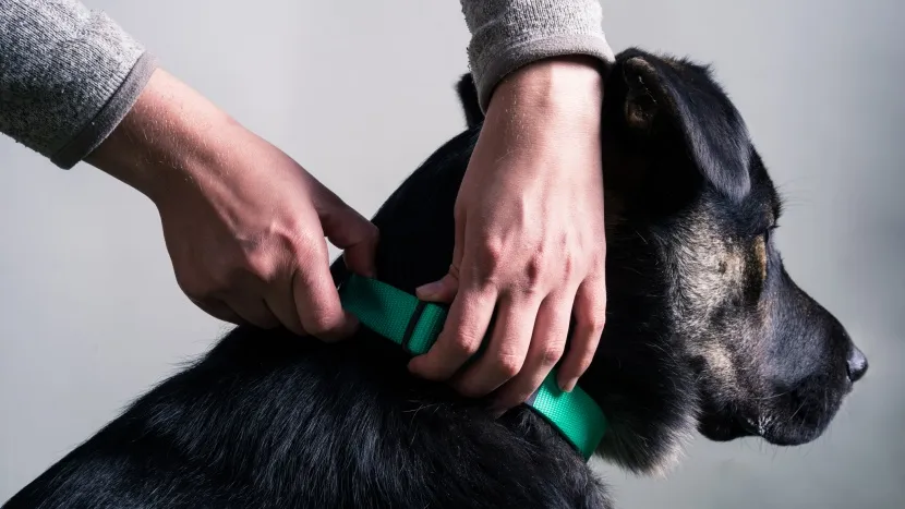 A classic solid blue dog collar, highlighting its simplicity, timeless design, and affordability for pet owners.